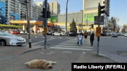 Батуми, на улицах которого много собак, прошедших аналог ОСВВ