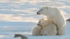 Canada – A female polar bear with two cubs near Churchill, Canada, November 2010