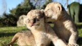 UKRAINE - lion cubs were born in the Taigan Lions Park in Belogorsk, 03Jan2021