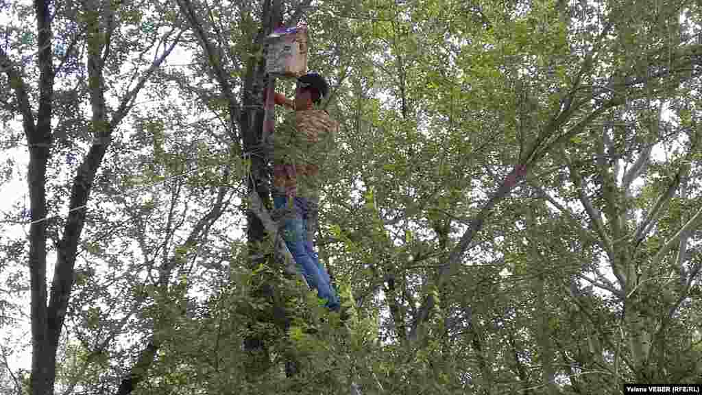 Саябақтағы ағаш басына қараторғайдың үйшігін орнатып жатқан жігіт. Тоғанды тазалау және саябақ аумағын абаттандыру жұмыстарына қаладағы бірнеше кәсіпорын атсалысты.