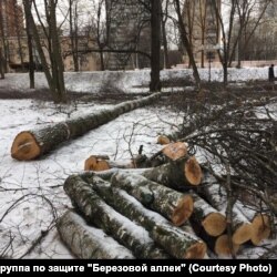 Вырубка деревьев на месте будущего строительства