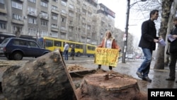 Уничтожение знаменитых белградских платанов возмутило жителей города 