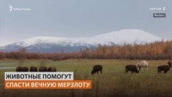 Как спасти вечную мерзлоту от таяния